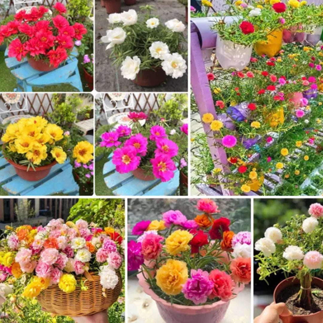 Table rose online seeds