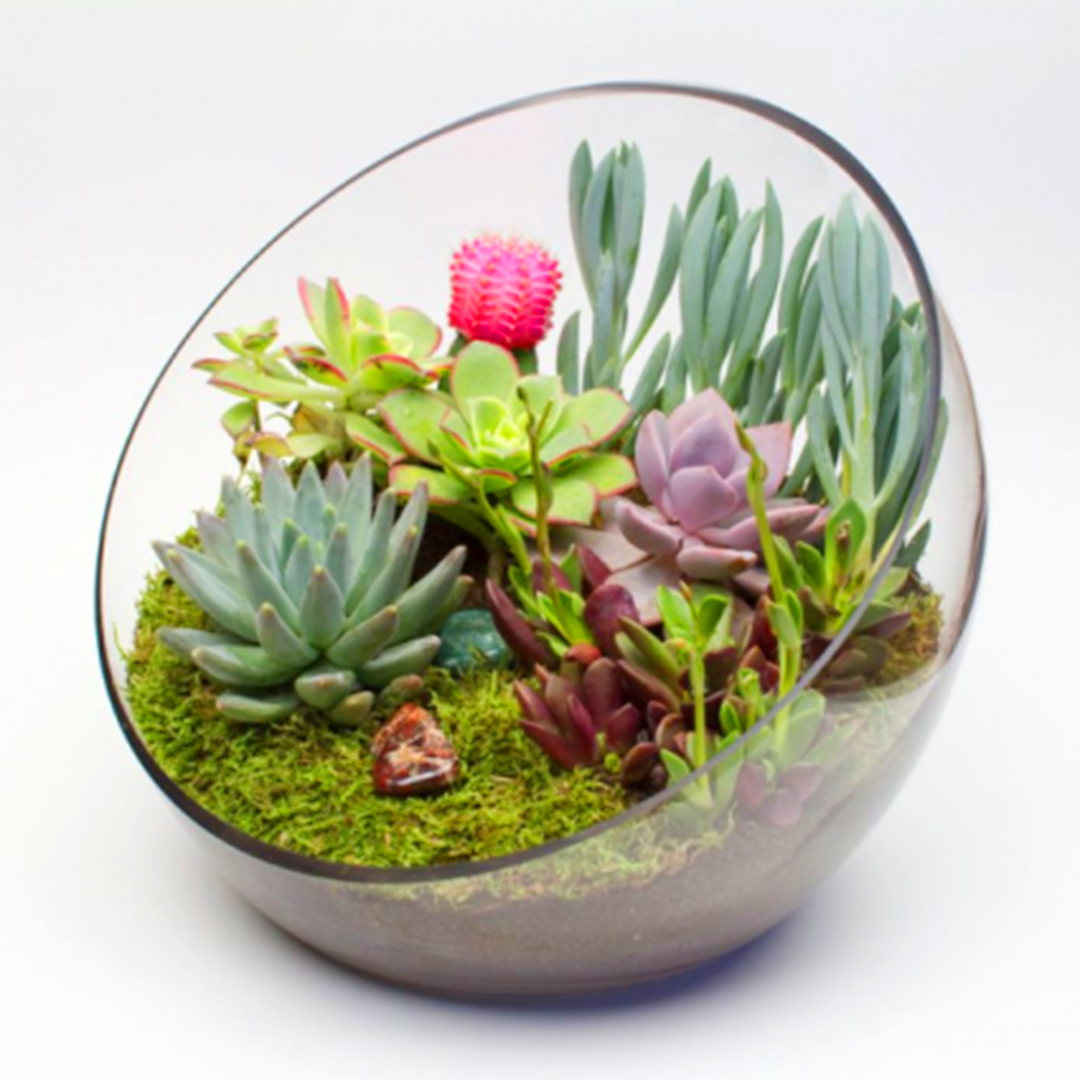 Terrarium Aquaponics Cactus Succulent Bonsai in Dubai, UAE