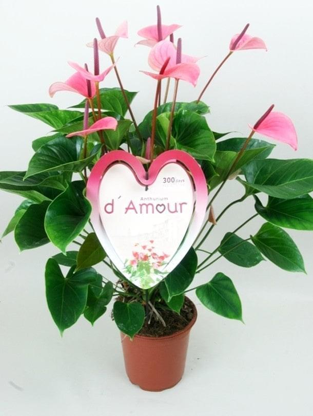 anthurium d'amour Anthurium - Summer Love