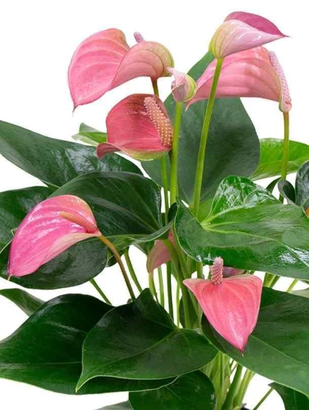 Anthurium andr joli
