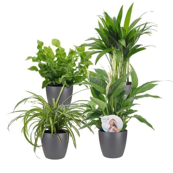 4x Air-purifying plants Ceramic pots