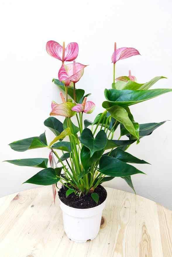 anthurium white and pink Anthurium - PINK WITH WHITE STRIPES