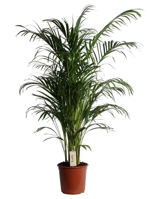 Areca Palm