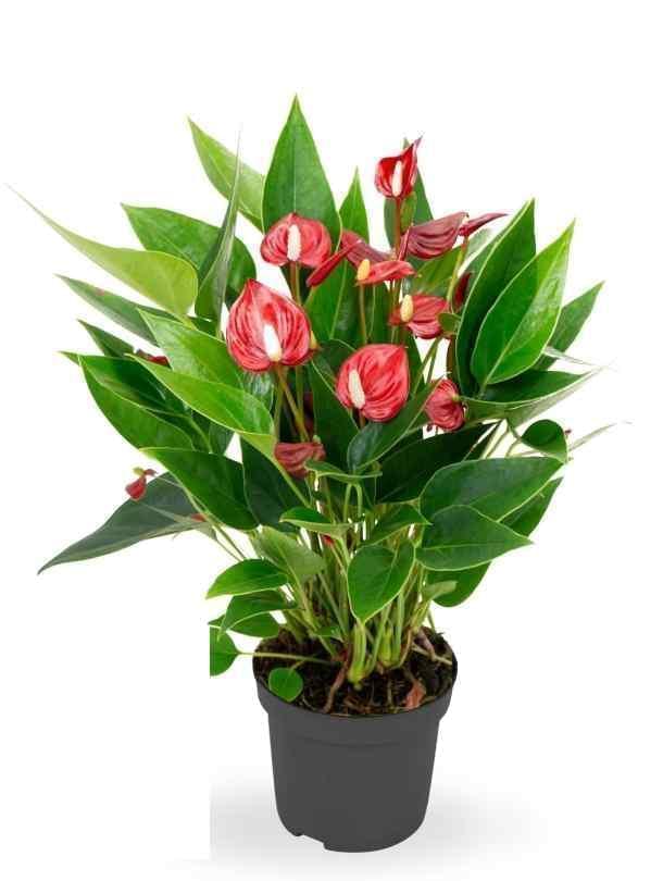 anthurium mini red compact Anthurium - RED - SMALL FLOWER