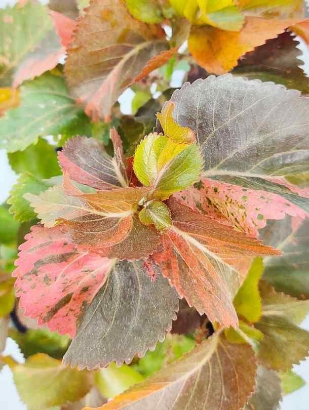 Acalypha Red