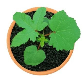ladies finger plant in pot Ladies Finger Plant (Okra) – Green Art Factory