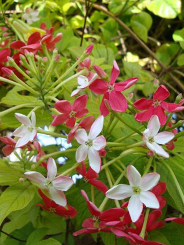 Fresh Flower Delivery in Dubai, UAE. Indoor & Outdoor Plants, Artificial Flowers, Plants & Trees, Succulent, Terrarium & Supplies, Gardening & Plantation, Moss wall, Green wall, Foliage Wall, Flowers for every occasion, Landscape Designing, Dry Flower, Coir Products, Plant Pots, Pets (Birds and Fishes) Aquarium, More..