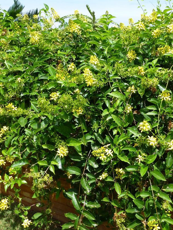 Fresh Flower Delivery in Dubai, UAE. Indoor & Outdoor Plants, Artificial Flowers, Plants & Trees, Succulent, Terrarium & Supplies, Gardening & Plantation, Moss wall, Green wall, Foliage Wall, Flowers for every occasion, Landscape Designing, Dry Flower, Coir Products, Plant Pots, Pets (Birds and Fishes) Aquarium, More..