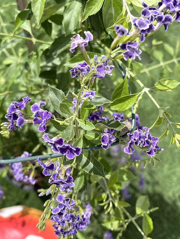 Fresh Flower Delivery in Dubai, UAE. Indoor & Outdoor Plants, Artificial Flowers, Plants & Trees, Succulent, Terrarium & Supplies, Gardening & Plantation, Moss wall, Green wall, Foliage Wall, Flowers for every occasion, Landscape Designing, Dry Flower, Coir Products, Plant Pots, Pets (Birds and Fishes) Aquarium, More..