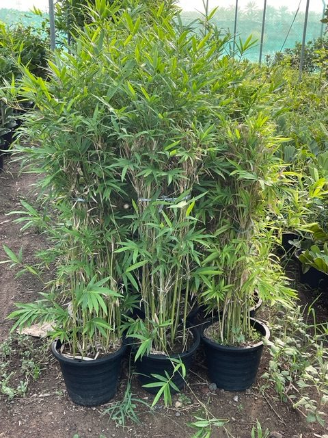 indoor chinese bamboo plant Bambusa “Chinese Dwarf Bamboo” Indoor & Outdoor Plants in Dubai, UAE – Green Art Factory