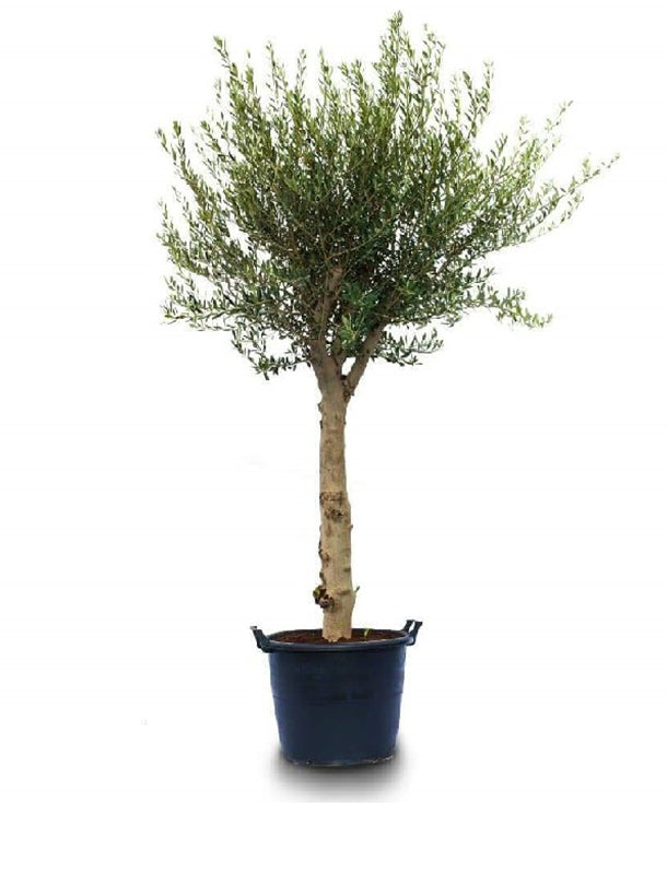 Fresh Flower Delivery in Dubai, UAE. Indoor & Outdoor Plants, Artificial Flowers, Plants & Trees, Succulent, Terrarium & Supplies, Gardening & Plantation, Moss wall, Green wall, Foliage Wall, Flowers for every occasion, Landscape Designing, Dry Flower, Coir Products, Plant Pots, Pets (Birds and Fishes) Aquarium, More..