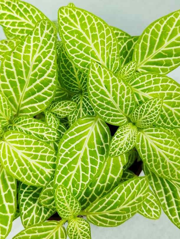 Fresh Flower Delivery in Dubai, UAE. Indoor & Outdoor Plants, Artificial Flowers, Plants & Trees, Succulent, Terrariums & Supplies, Gardening & Plantation, Moss wall, Green wall, Foliage Wall, Flowers for every occasion, Landscape Designing, Dry Flower, Coir Products, Plant Pots, Pets (Birds and Fishes) Aquarium, More.
