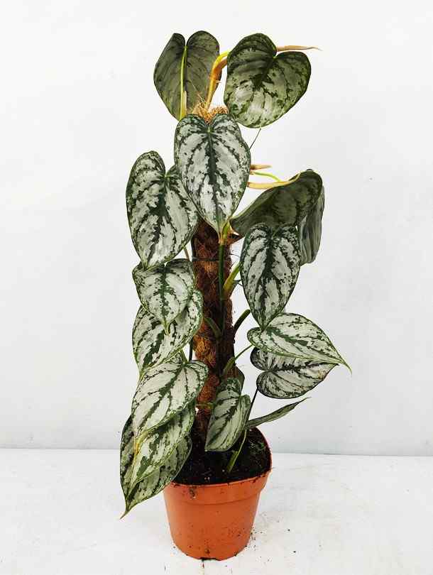 philodendron dubai Philodendron Brandtianum