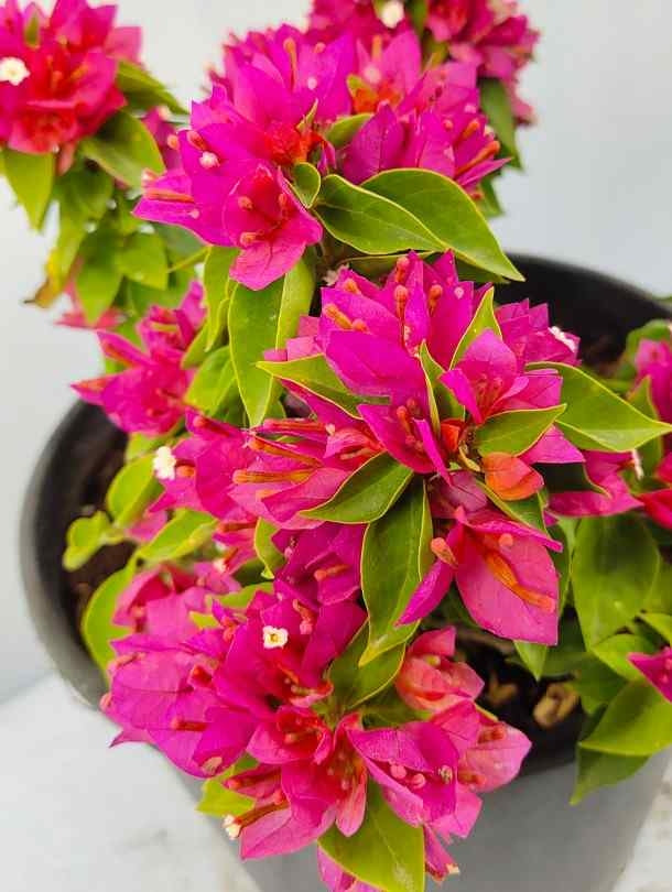 Fresh Flower Delivery in Dubai, UAE. Indoor & Outdoor Plants, Artificial Flowers, Plants & Trees, Succulent, Terrariums & Supplies, Gardening & Plantation, Moss wall, Green wall, Foliage Wall, Flowers for every occasion, Landscape Designing, Dry Flower, Coir Products, Plant Pots, Pets (Birds and Fishes) Aquarium, More.