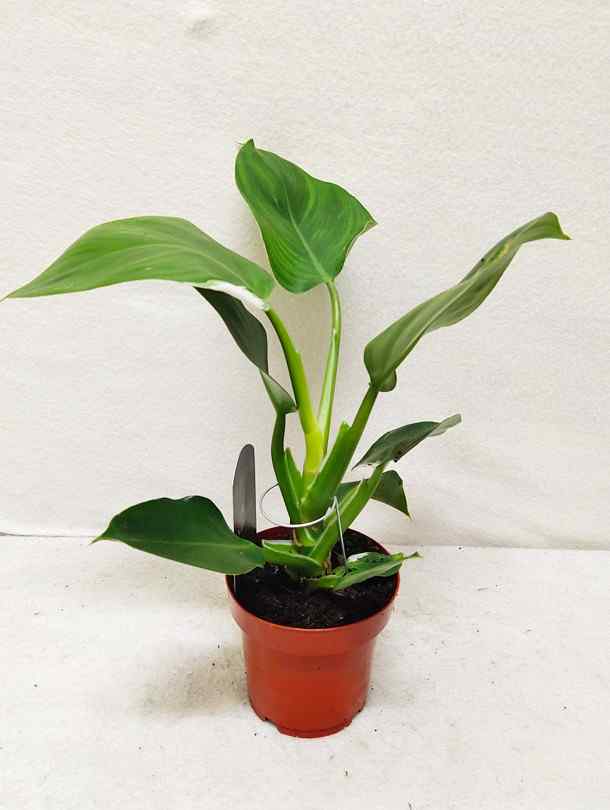 philodendron dubai Philodendron White Wizard
