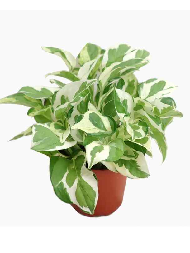 pothos dubai NJoy Pothos | Indoor & Outdoor Plants