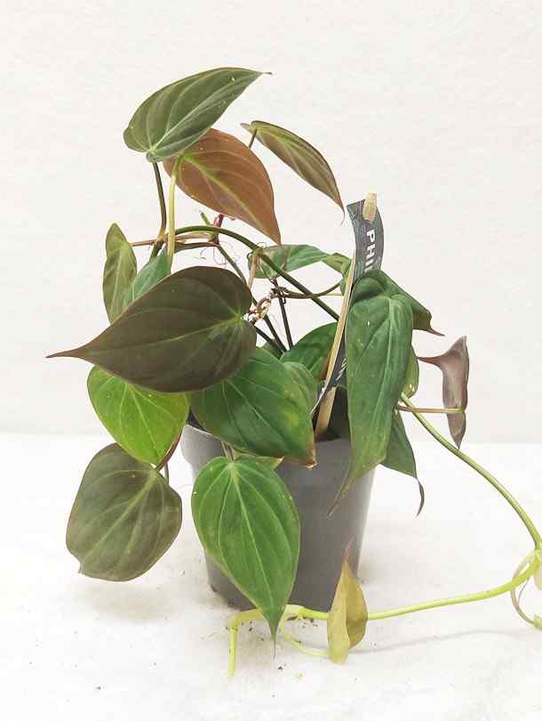 philodendron dubai Philodendron Micans
