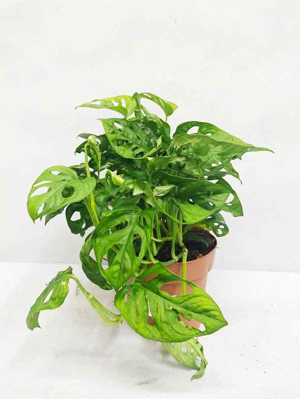 artificial monstera deliciosa plant dubai Monstera Monkey Leaf