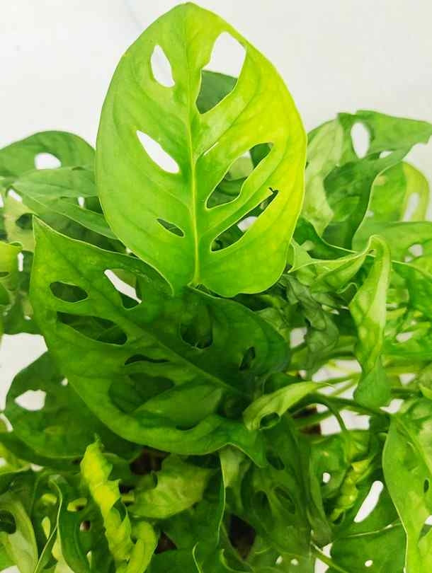 Fresh Flower Delivery in Dubai, UAE. Indoor & Outdoor Plants, Artificial Flowers, Plants & Trees, Succulent, Terrariums & Supplies, Gardening & Plantation, Moss wall, Green wall, Foliage Wall, Flowers for every occasion, Landscape Designing, Dry Flower, Coir Products, Plant Pots, Pets (Birds and Fishes) Aquarium, More.