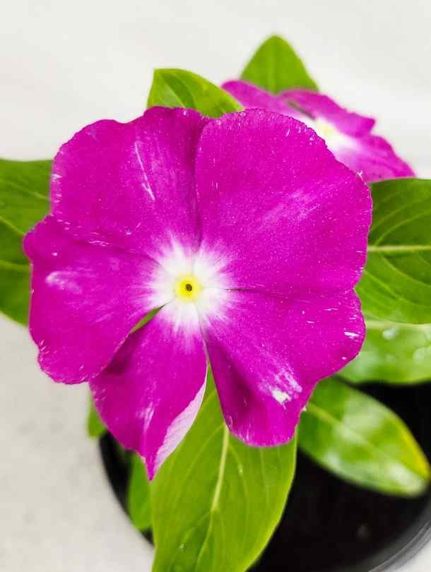 Fresh Flower Delivery in Dubai, UAE. Indoor & Outdoor Plants, Artificial Flowers, Plants & Trees, Succulent, Terrarium & Supplies, Gardening & Plantation, Moss wall, Green wall, Foliage Wall, Flowers for every occasion, Landscape Designing, Dry Flower, Coir Products, Plant Pots, Pets (Birds and Fishes) Aquarium, More.