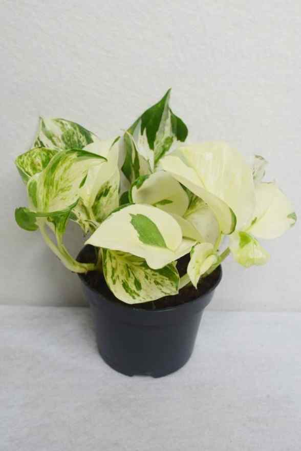 pothos dubai Manjula Pothos | Indoor & Outdoor Plants