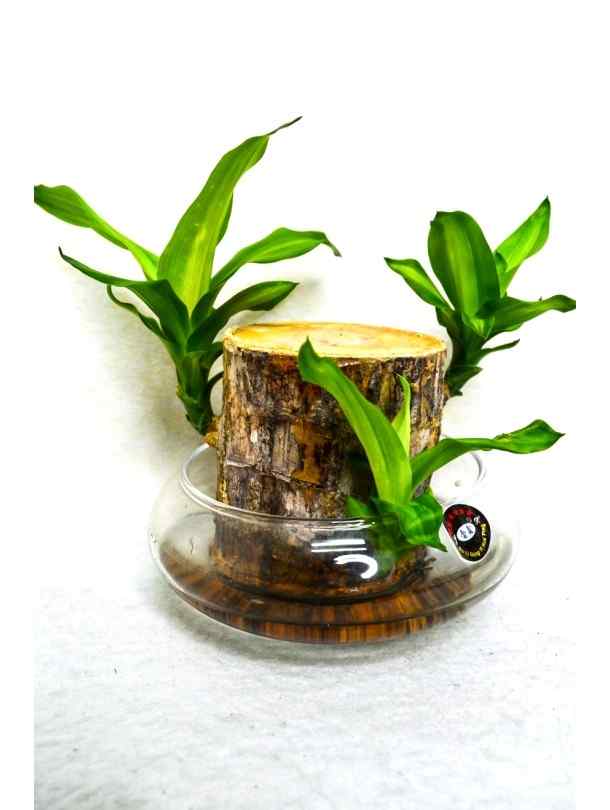 dracaena terrarium Dracaena Fragrans Hydro