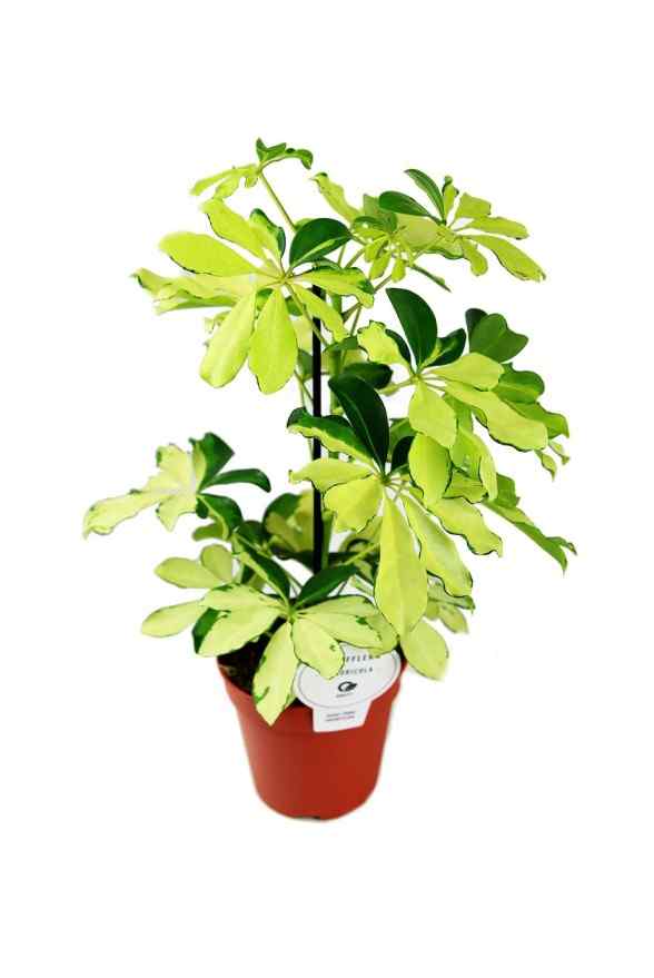 schefflera arboricola janine Schefflera Janine