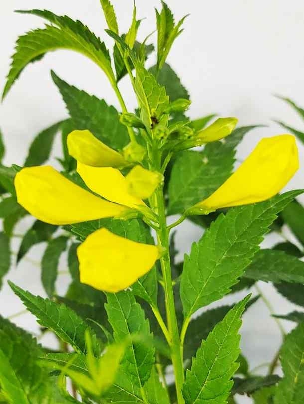 Fresh Flower Delivery in Dubai, UAE. Indoor & Outdoor Plants, Artificial Flowers, Plants & Trees, Succulent, Terrariums & Supplies, Gardening & Plantation, Moss wall, Green wall, Foliage Wall, Flowers for every occasion, Landscape Designing, Dry Flower, Coir Products, Plant Pots, Pets (Birds and Fishes) Aquarium, More.