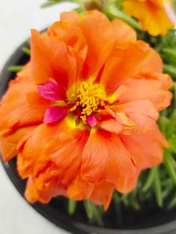 Fresh Flower Delivery in Dubai, UAE. Indoor & Outdoor Plants, Artificial Flowers, Plants & Trees, Succulent, Terrariums & Supplies, Gardening & Plantation, Moss wall, Green wall, Foliage Wall, Flowers for every occasion, Landscape Designing, Dry Flower, Coir Products, Plant Pots, Pets (Birds and Fishes) Aquarium, More.