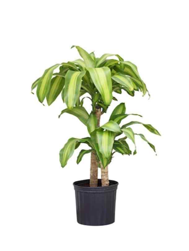 Fresh Flower Delivery in Dubai, UAE. Indoor & Outdoor Plants, Artificial Flowers, Plants & Trees, Succulent, Terrariums & Supplies, Gardening & Plantation, Moss wall, Green wall, Foliage Wall, Flowers for every occasion, Landscape Designing, Dry Flower, Coir Products, Plant Pots, Pets (Birds and Fishes) Aquarium, More.