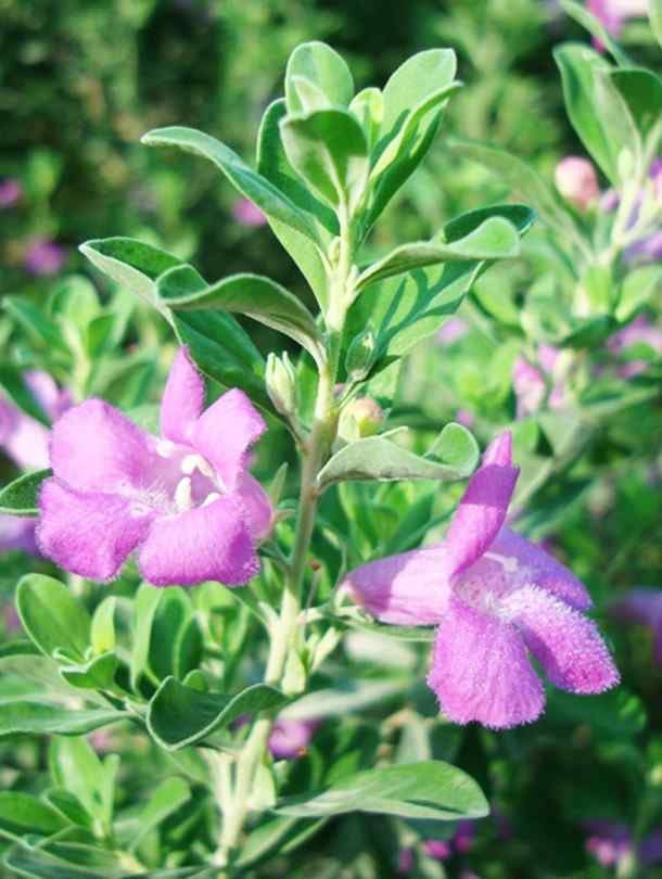 Fresh Flower Delivery in Dubai, UAE. Indoor & Outdoor Plants, Artificial Flowers, Plants & Trees, Succulent, Terrariums & Supplies, Gardening & Plantation, Moss wall, Green wall, Foliage Wall, Flowers for every occasion, Landscape Designing, Dry Flower, Coir Products, Plant Pots, Pets (Birds and Fishes) Aquarium, More.