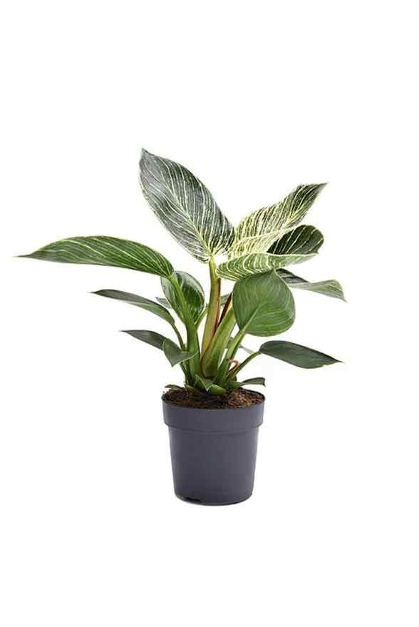 philodendron white measure Philodendron White Measure