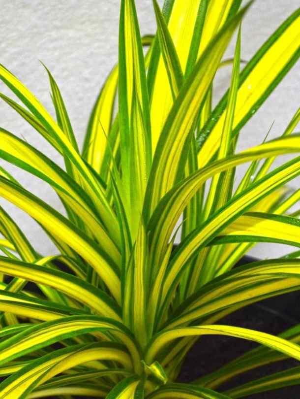 Fresh Flower Delivery in Dubai, UAE. Indoor & Outdoor Plants, Artificial Flowers, Plants & Trees, Succulent, Terrariums & Supplies, Gardening & Plantation, Moss wall, Green wall, Foliage Wall, Flowers for every occasion, Landscape Designing, Dry Flower, Coir Products, Plant Pots, Pets (Birds and Fishes) Aquarium, More.