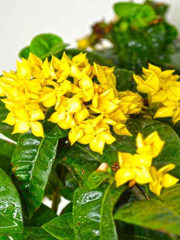 Fresh Flower Delivery in Dubai, UAE. Indoor & Outdoor Plants, Artificial Flowers, Plants & Trees, Succulent, Terrariums & Supplies, Gardening & Plantation, Moss wall, Green wall, Foliage Wall, Flowers for every occasion, Landscape Designing, Dry Flower, Coir Products, Plant Pots, Pets (Birds and Fishes) Aquarium, More.