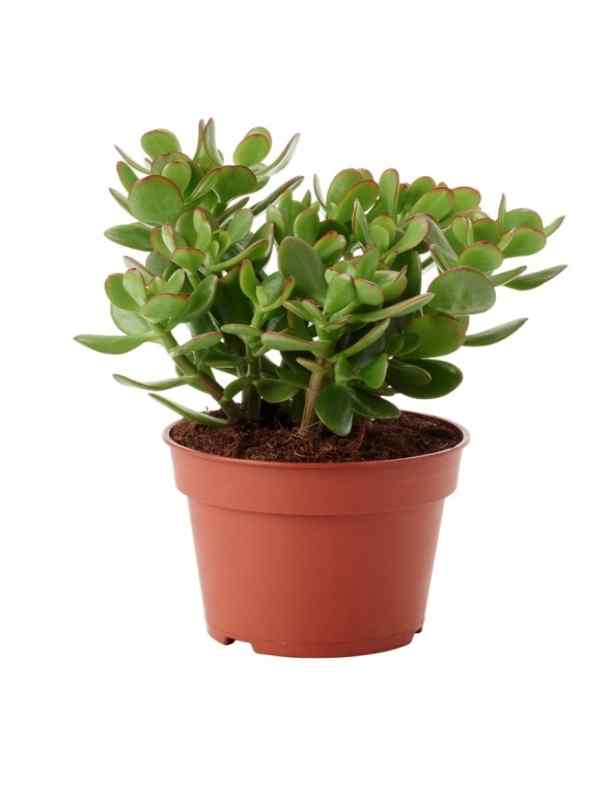 succulent plants dubai Jade Plant