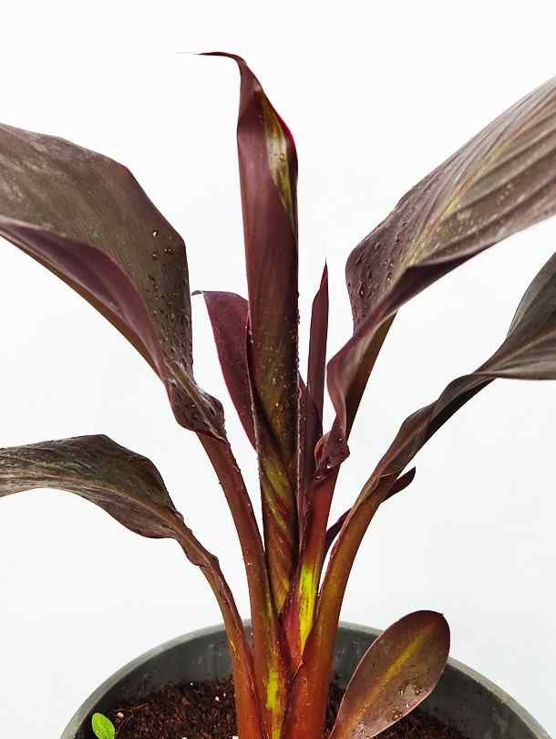 Fresh Flower Delivery in Dubai, UAE. Indoor & Outdoor Plants, Artificial Flowers, Plants & Trees, Succulent, Terrariums & Supplies, Gardening & Plantation, Moss wall, Green wall, Foliage Wall, Flowers for every occasion, Landscape Designing, Dry Flower, Coir Products, Plant Pots, Pets (Birds and Fishes) Aquarium, More.