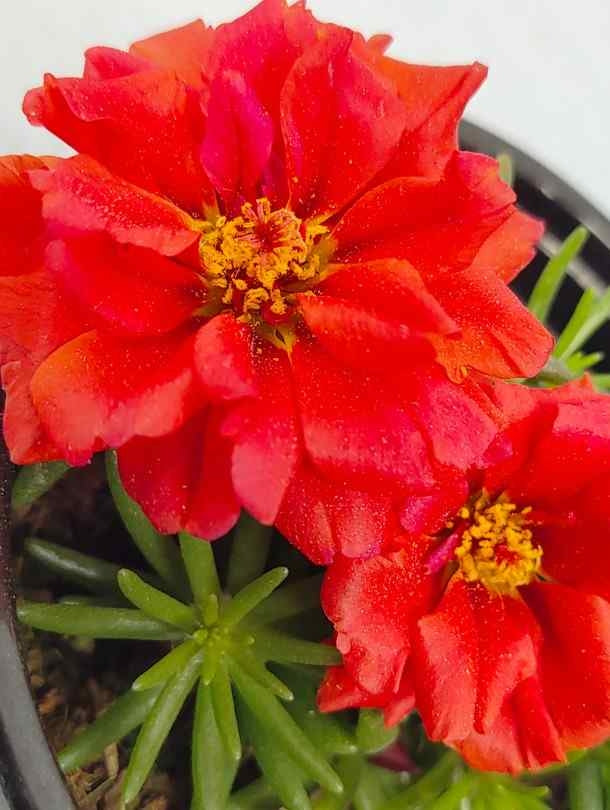 Fresh Flower Delivery in Dubai, UAE. Indoor & Outdoor Plants, Artificial Flowers, Plants & Trees, Succulent, Terrariums & Supplies, Gardening & Plantation, Moss wall, Green wall, Foliage Wall, Flowers for every occasion, Landscape Designing, Dry Flower, Coir Products, Plant Pots, Pets (Birds and Fishes) Aquarium, More.