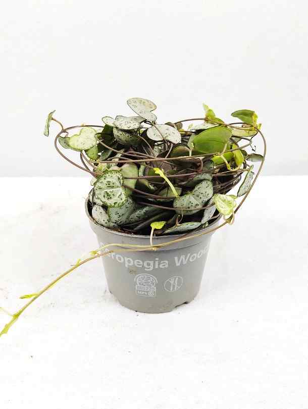 Fresh Flower Delivery in Dubai, UAE. Indoor & Outdoor Plants, Artificial Flowers, Plants & Trees, Succulent, Terrariums & Supplies, Gardening & Plantation, Moss wall, Green wall, Foliage Wall, Flowers for every occasion, Landscape Designing, Dry Flower, Coir Products, Plant Pots, Pets (Birds and Fishes) Aquarium, More.