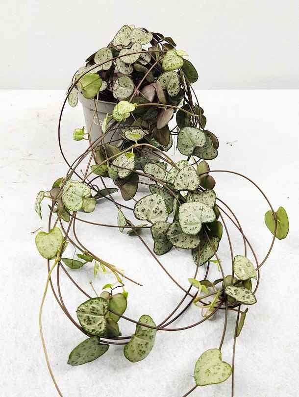 Fresh Flower Delivery in Dubai, UAE. Indoor & Outdoor Plants, Artificial Flowers, Plants & Trees, Succulent, Terrariums & Supplies, Gardening & Plantation, Moss wall, Green wall, Foliage Wall, Flowers for every occasion, Landscape Designing, Dry Flower, Coir Products, Plant Pots, Pets (Birds and Fishes) Aquarium, More.