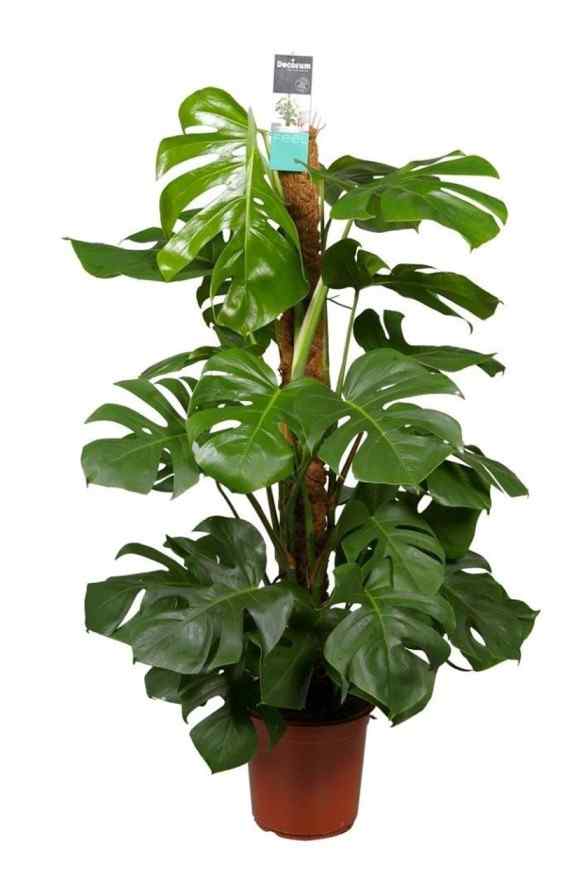 artificial monstera deliciosa plant dubai Monstera Deliciosa