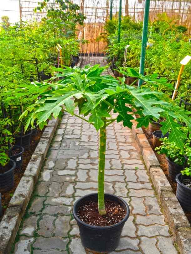 papaya indoor plant Papaya | Indoor & Outdoor Plants