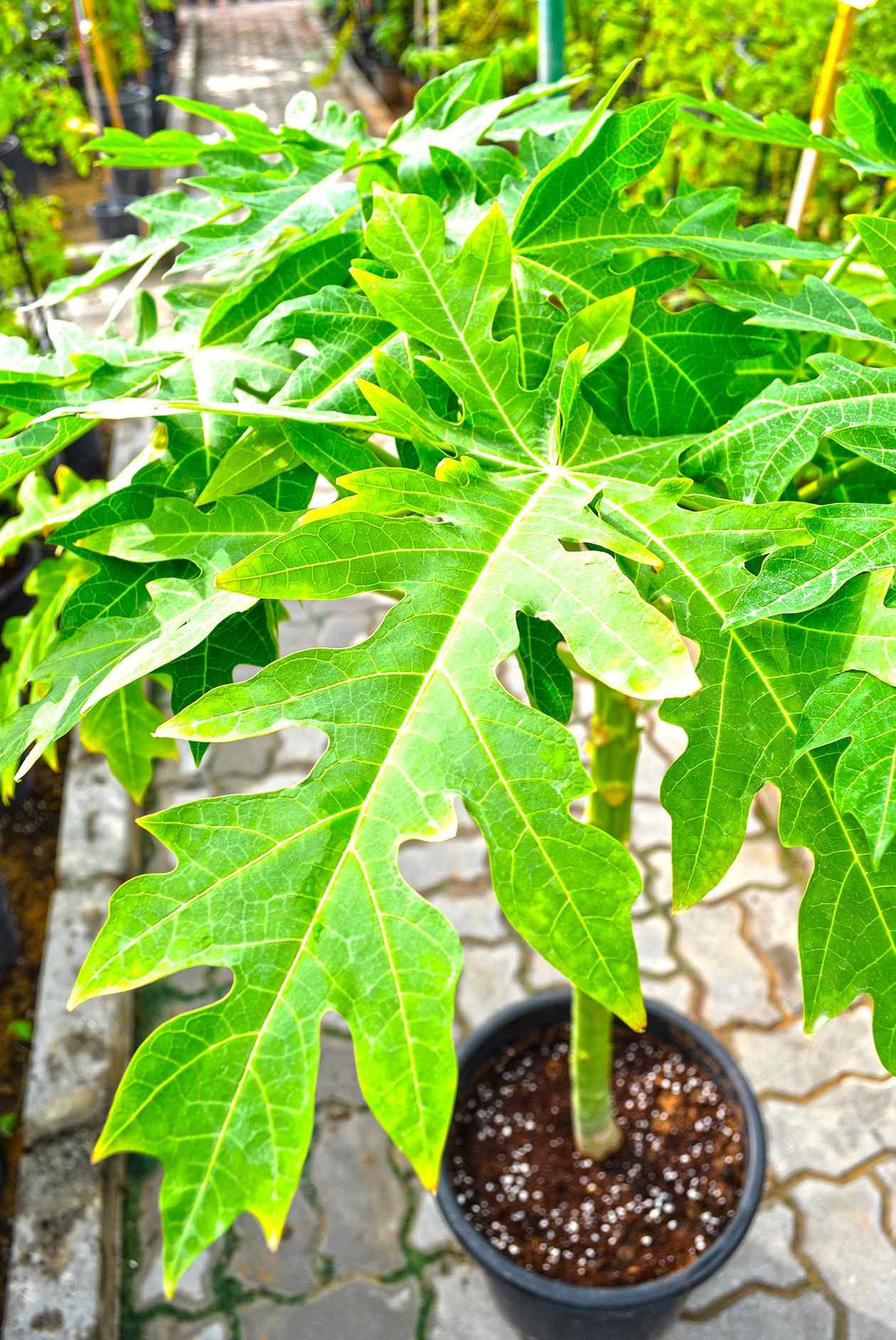 Fresh Flower Delivery in Dubai, UAE. Indoor & Outdoor Plants, Artificial Flowers, Plants & Trees, Succulent, Terrarium & Supplies, Gardening & Plantation, Moss wall, Green wall, Foliage Wall, Flowers for every occasion, Landscape Designing, Dry Flower, Coir Products, Plant Pots, Pets (Birds and Fishes) Aquarium, More..