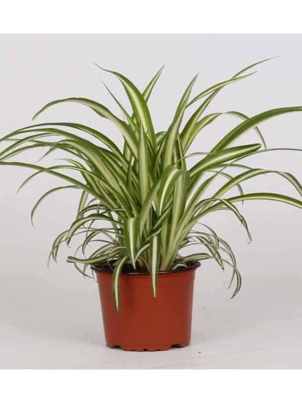 spider plant in arabic Spider Plant | Indoor & Outdoor Plants