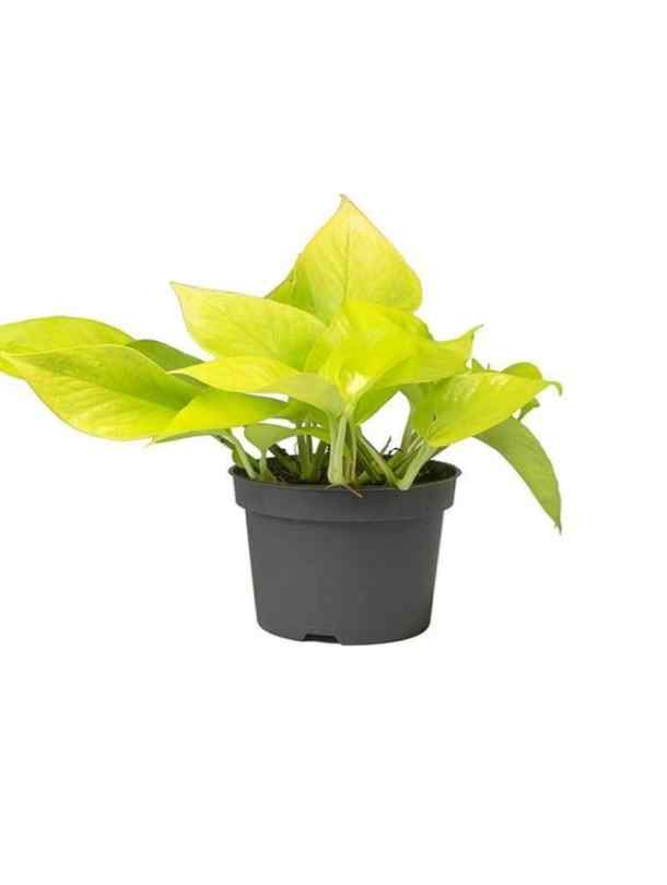 pothos dubai Neon Pothos | Indoor & Outdoor Plants
