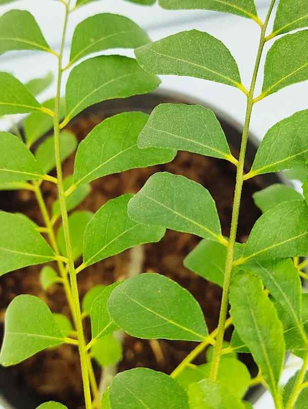 Fresh Flower Delivery in Dubai, UAE. Indoor & Outdoor Plants, Artificial Flowers, Plants & Trees, Succulent, Terrarium & Supplies, Gardening & Plantation, Moss wall, Green wall, Foliage Wall, Flowers for every occasion, Landscape Designing, Dry Flower, Coir Products, Plant Pots, Pets (Birds and Fishes) Aquarium, More..