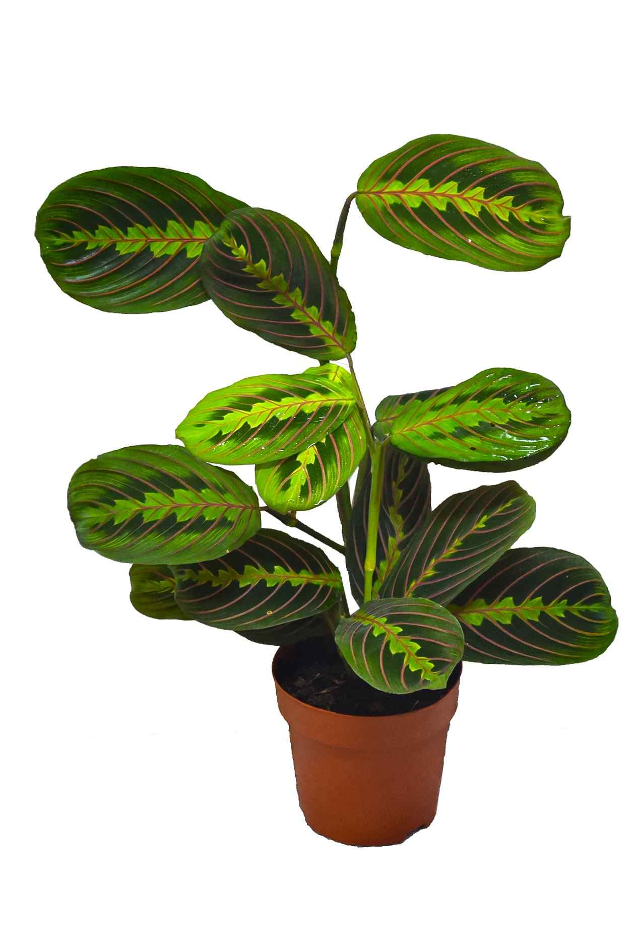 artificial prayer plant Prayer Plant | Indoor & Outdoor Plants
