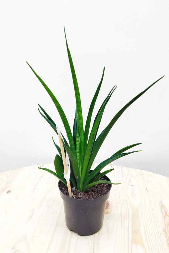 kirkii snake plant Sansevieria Kirkii