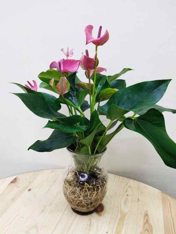 anthurium flamingo pink Hydro Anthurium - Flamingo Pink