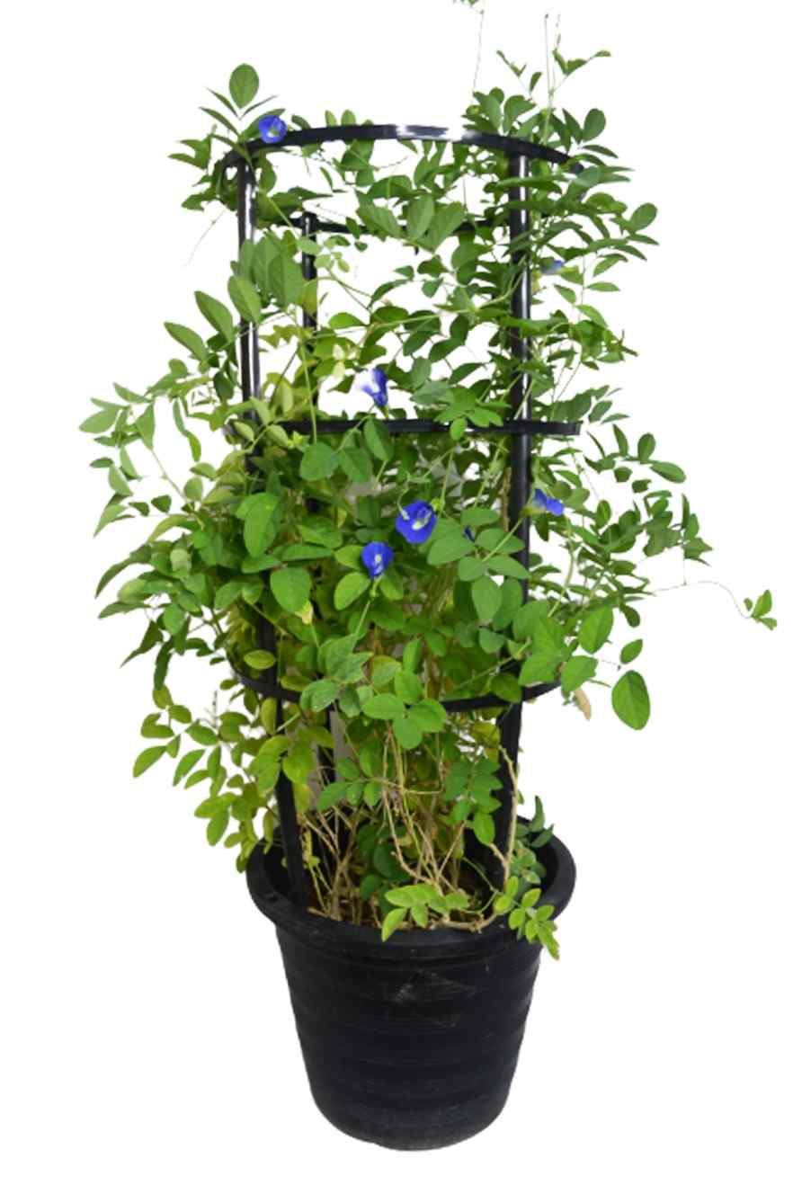 butterfly pea plant in pot Morning Gloria - Butterfly Pea