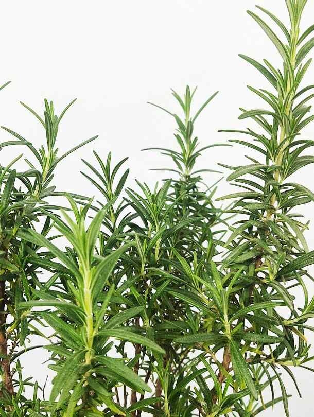 Flower Delivery in Dubai, UAE. Flower bouquet, Indoor & Outdoor Plants, succulents, Terrarium, Moss Wall & Green wall, Pets & Aquarium